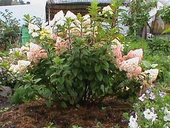 а это голая сторона,