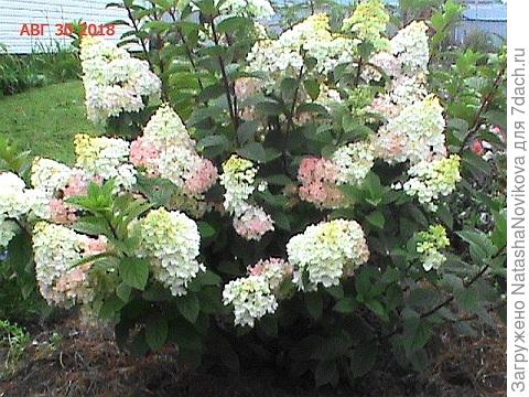 вот здесь я её фотаю лицом к дому