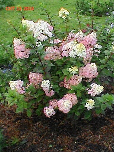 здесь я тоже стою лицом к дому и её цветение видно, если встать на газон, то вид будет как на первом фото, то есть ветви без цветоносов(