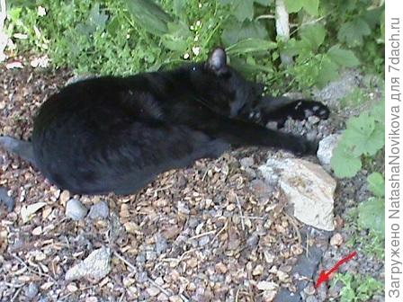 а этому бедолаге, как в песне не везёт черному коту, достаётся