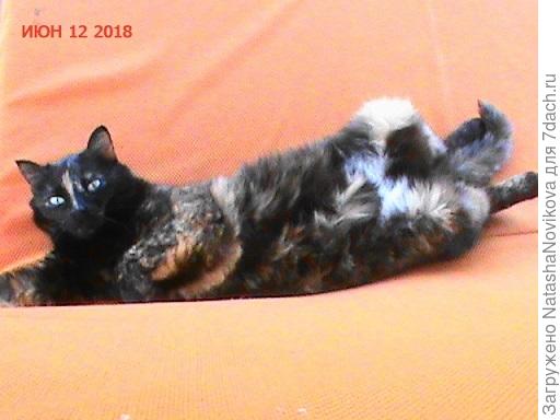 а это Маруська, Масяня то же норовит её куснуть исподтишка, ну а потом начинаются гонки по вертикали))