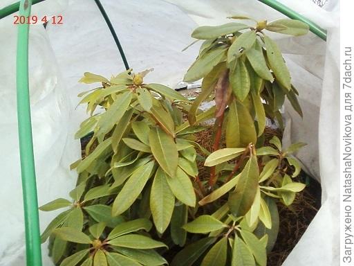 было пасмурно, но всё равно у него цвет листьев слегка желтит