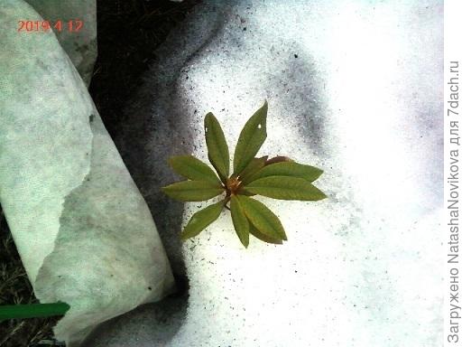 обломалась веточка с почкой(