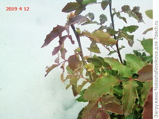 почки на ветках магонии уже набирают силу))