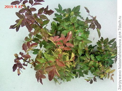 магония - первая вестница настоящей весны))