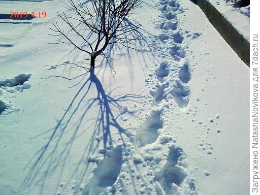 два дня назад была под снегом травка-муравка, а сегодня только в валенках