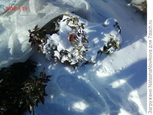 магония замёрзла с цветочными почками