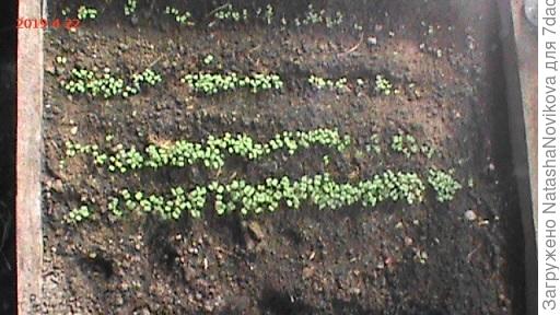 плюс/минус десяток дней уже бОльшей витаминизированности не принесут))