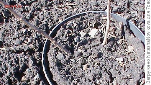 а это перезимовавшие черенки от кого забыла)) не могу запись найти