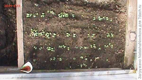 редиска позднее вашей будет, но это не столь критично