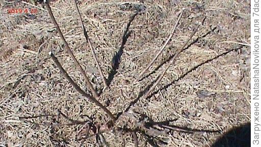 вот эту киушу буду пересаживать, нпверное в конце мая