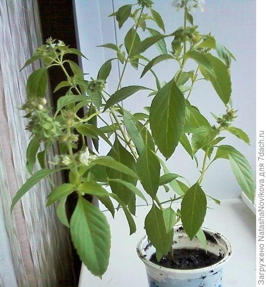 просто парадокс какой то