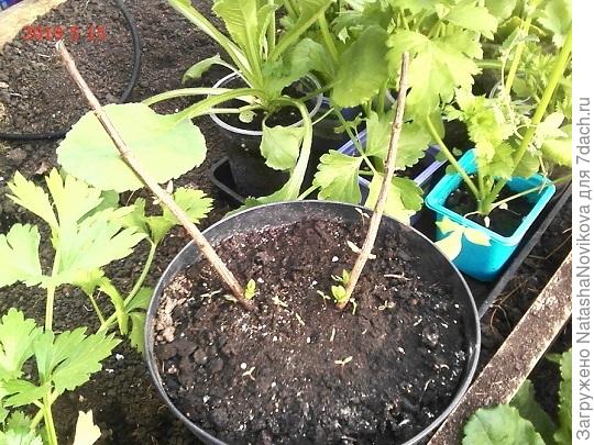 жива моя будущую красотока)) хочу её вырастить ноги, как у твоих балерин))