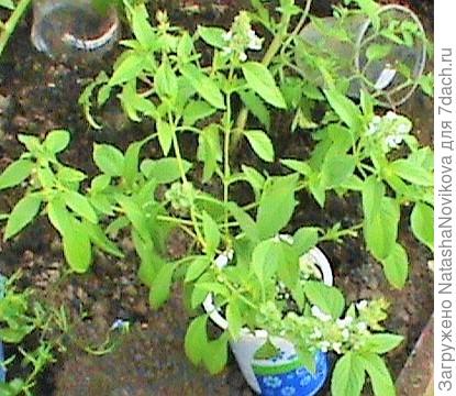 вот, а тут вставилось