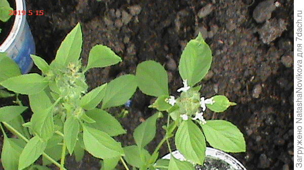 фрагмент растения "икс"