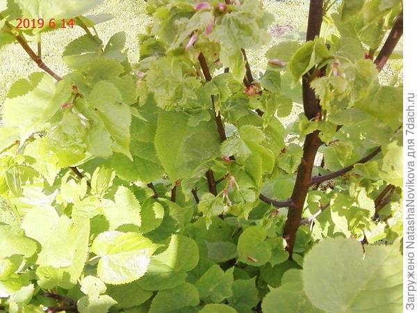 молодые листочки свернулись