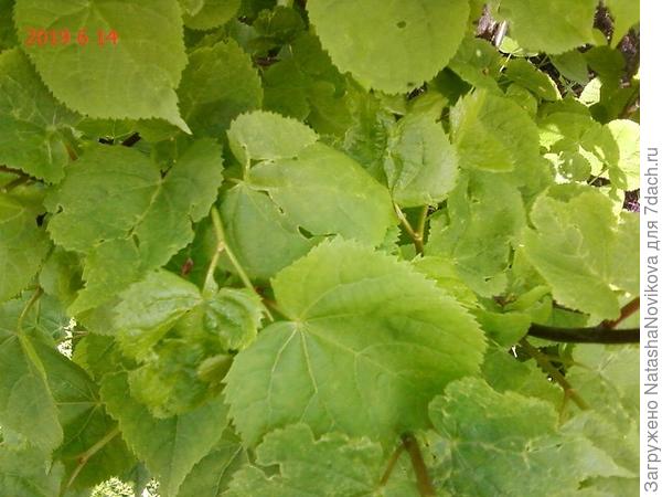 дыры почти на каждом листике