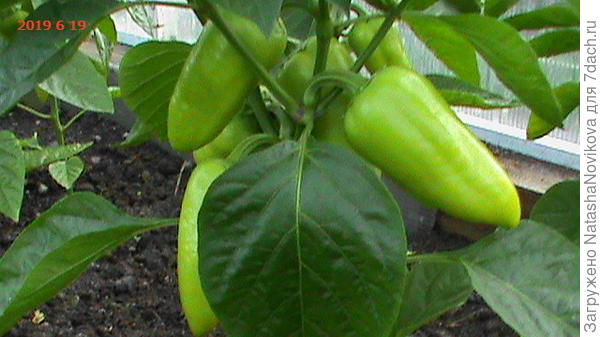 Пока Красоточка, не болеет, растёт хорошо))