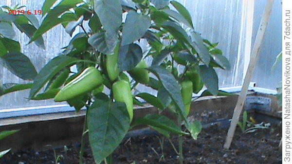 вчера &quot;Иветта&quot; была такой))