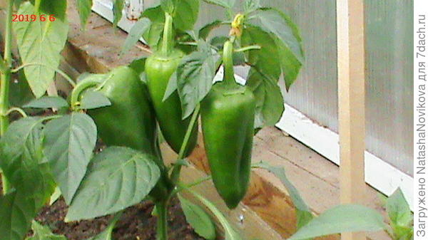 лидер, но пока не краснеет, но очень сладкий,сочный