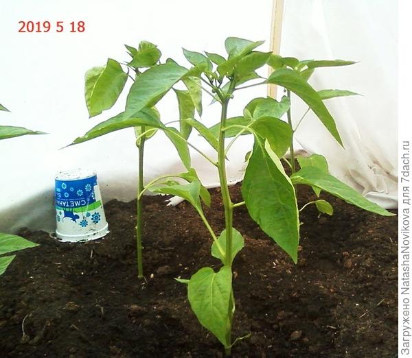 высадила &quot;Иветту&quot;