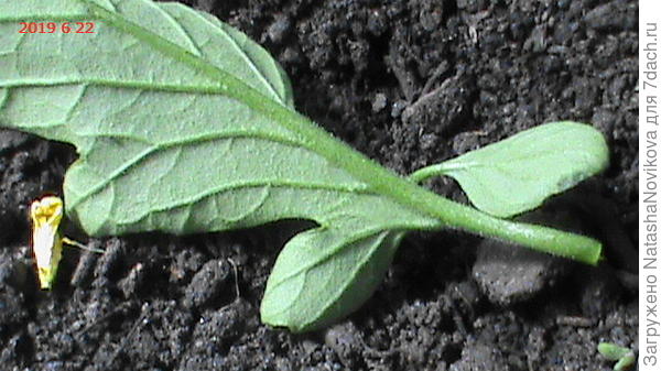 с нижней стороны пока было чисто