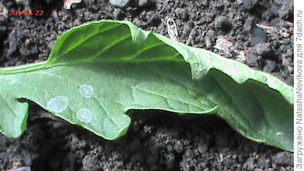 сверху пятна