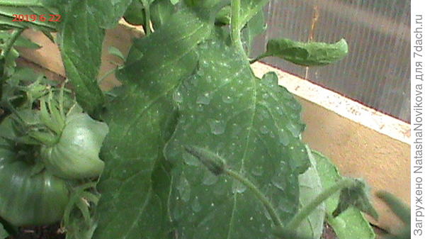 а вот этот срезать не стала, буду наблюдать за пятнами