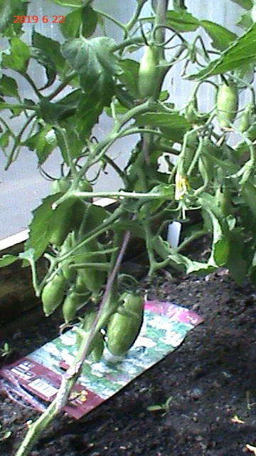 с этого кустика срезала для вопроса, как видите снизу листьев нет.