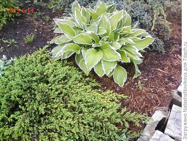 рядом казацкий можжвельник, с ним всё в порядке