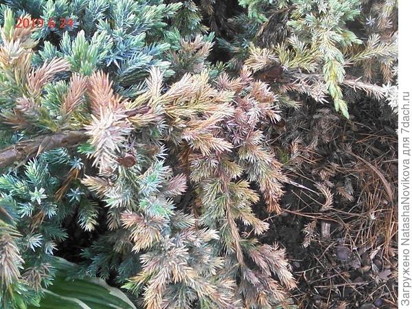 бурое шютте можжевельника. можжевельник казацкий после зимы. пожелтение можжевельника. шютте можжевельника. казацкий можжевельник порыжел.