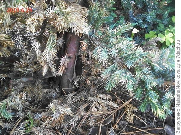 кора отслаивается