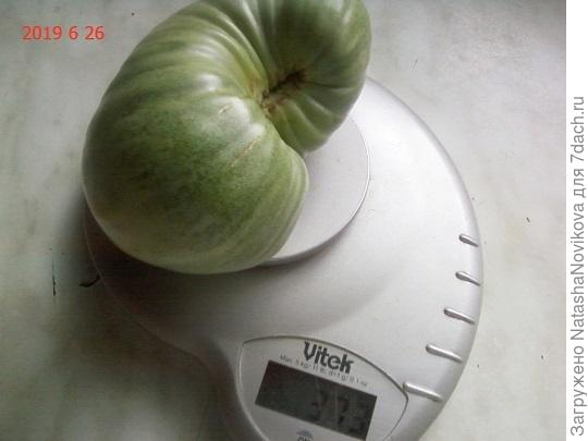 &quot;розовый мёд&quot; поломал почти весь куст, пришлось снять зеленым((