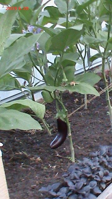 первенец, а малюсеньких уже много, несмотря на холодное лето))