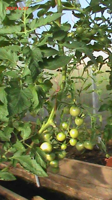 черри &amp;quot;чёрная жемчужина&amp;quot;