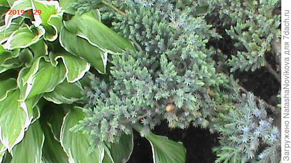 на шестой день после противогрибковой обработки, чешуйки начали голубеть)