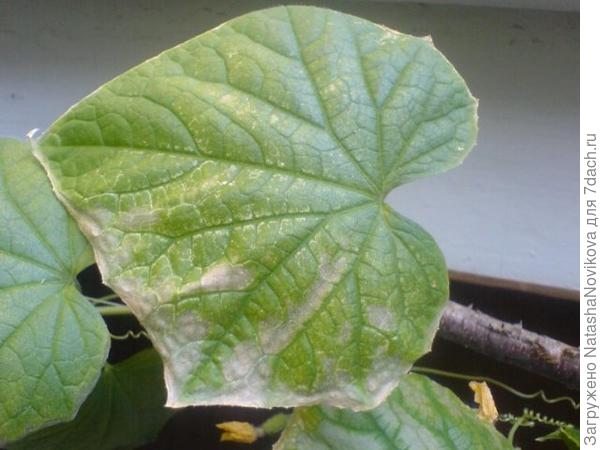 фото из Интернета.