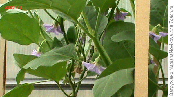 цветут как ромашки))