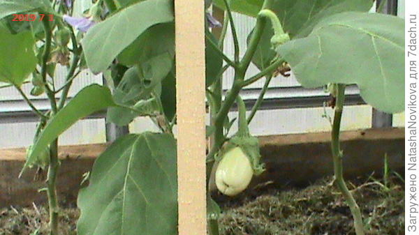 но завязываются слабовато