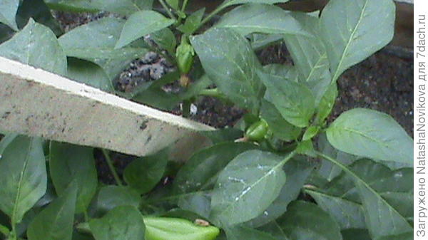 завязи &amp;quot;Иветты&amp;quot;