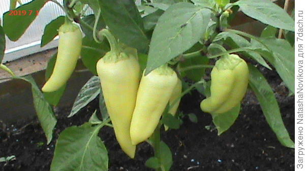 скоро созреет второй съём перцев