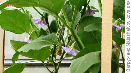 и должны вырасти))