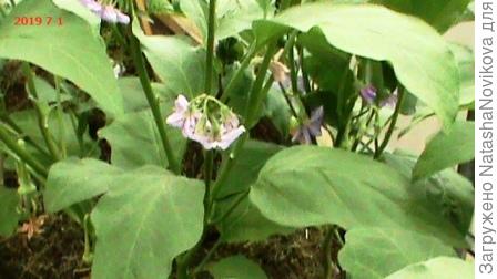 баклажаны цветут