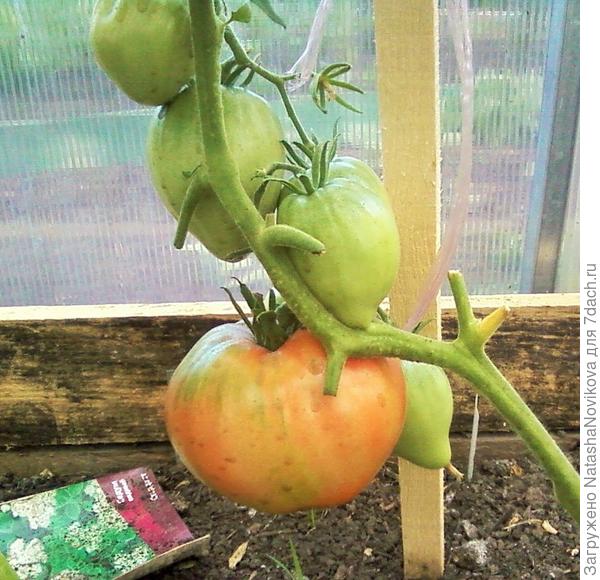 и эти на подходе, правда все в фитоспорине, но это не страшно))