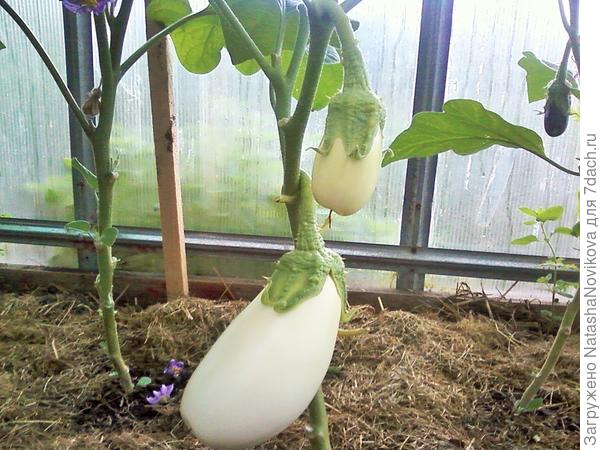 ещё один, через пару дней то же на сковородку с чесночком молодым))