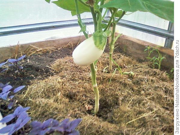 баклажан &quot;бибо&quot;