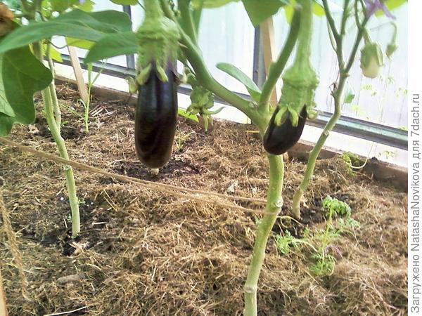 &quot;кавалер&quot; то же подрастает