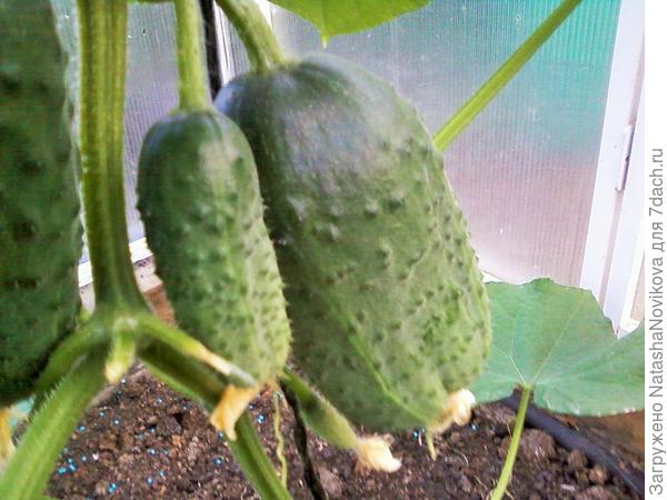 ну и без огурчиков то как))