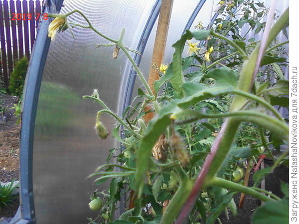 сохнут кисти