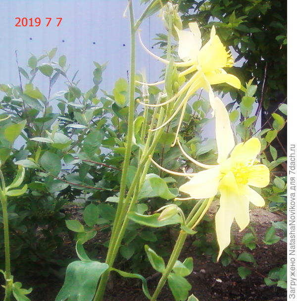 аквилегия, похожа на птичек)) с хвостиком))